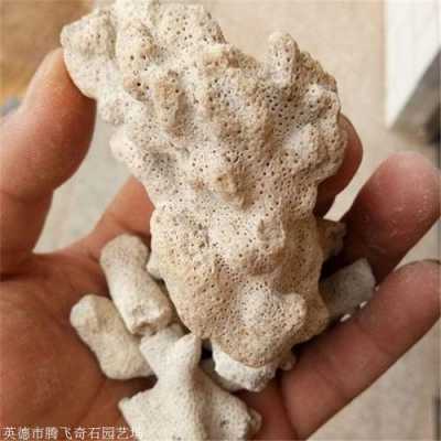 珊瑚石有什么作用（珊瑚石的功效与药理作用）-图1