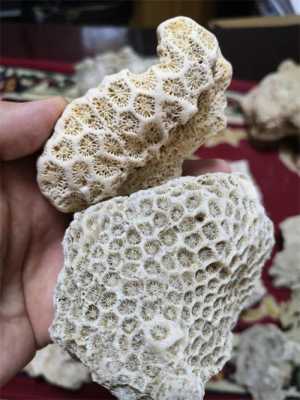 珊瑚石有什么作用（珊瑚石的功效与药理作用）-图2