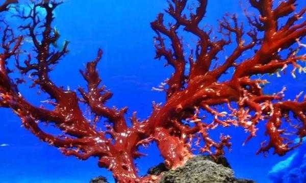 珊瑚有什么讲（珊瑚的重要性）-图2