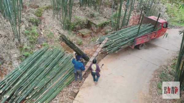 贵州运输竹子需要什么（竹子运输需要办手续吗）-图2