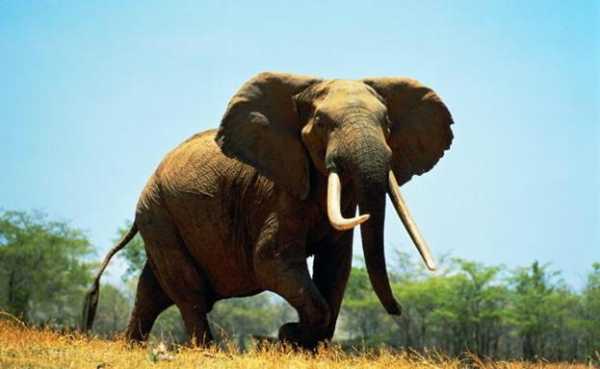 非洲象有什么含义（非洲象科普）-图2