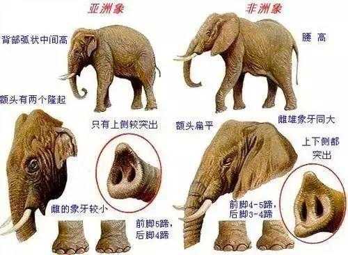 非洲象有什么含义（非洲象科普）-图3