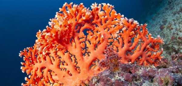 珊瑚象什么（珊瑚像什么形状?）-图2