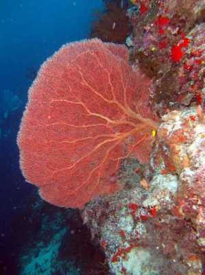 珊瑚象什么（珊瑚像什么形状?）-图3