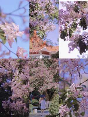 拍树上的花什么镜头（花树拍照）-图2