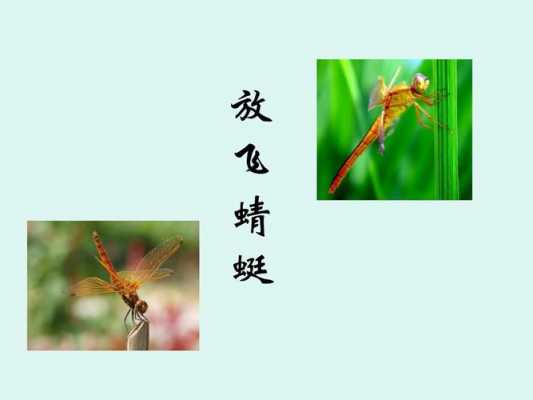 蜻蜓和蜻蜓的寓意什么（蜻和蜓和什么有关）-图3