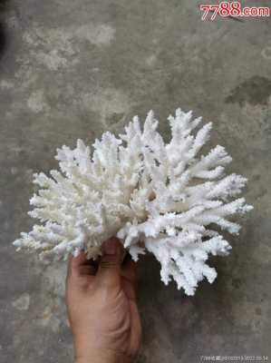 白色珊瑚有什么寓意（白色珊瑚的寓意）-图1