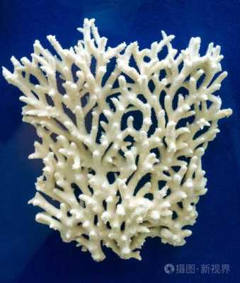 白色珊瑚有什么寓意（白色珊瑚的寓意）-图3