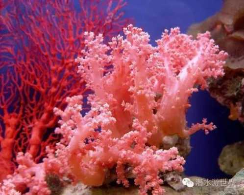 什么品质的珊瑚最好（哪种珊瑚最好）-图1
