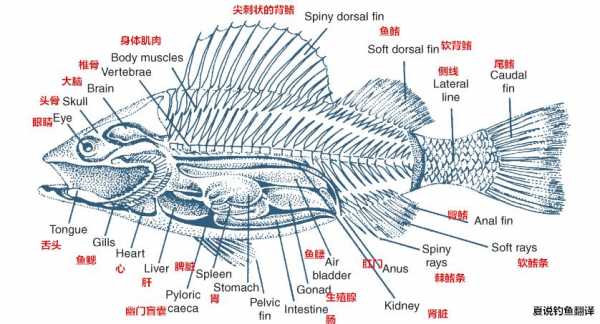 双鱼鳃的是什么鱼（双鱼样子）-图3