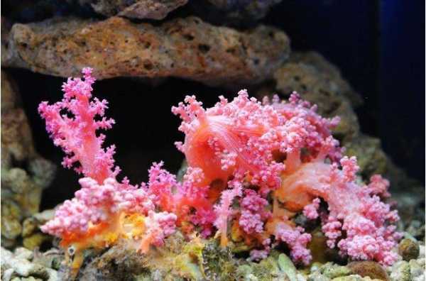 珊瑚代表什么生肖（珊瑚是什么动物类群）-图1