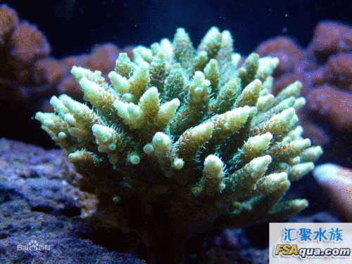 珊瑚代表什么生肖（珊瑚是什么动物类群）-图2