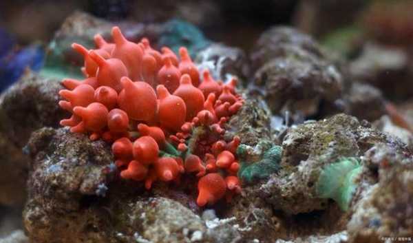 珊瑚代表什么生肖（珊瑚是什么动物类群）-图3