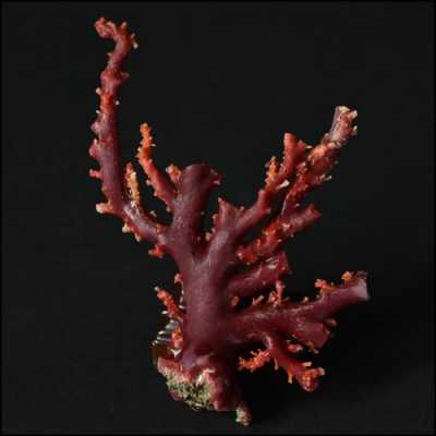 血管珊瑚什么作用（血珊瑚怎么吃营养宜吸收）-图2