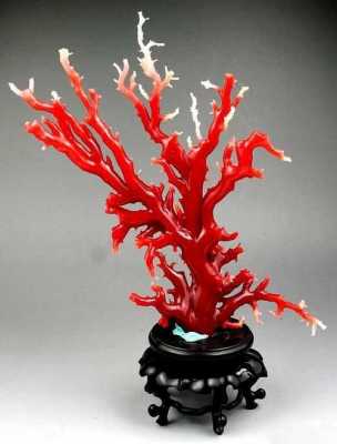 红珊瑚长什么样子（红珊瑚是什么品种）-图1
