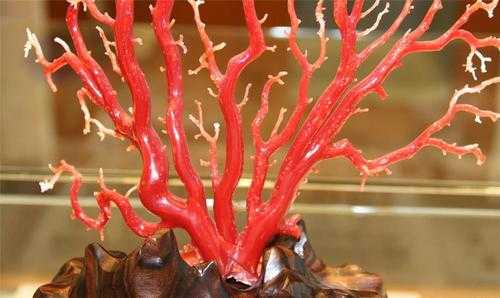 红珊瑚长什么样子（红珊瑚是什么品种）-图2