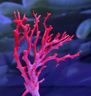 粉色珊瑚叫什么（粉色的珊瑚）-图1