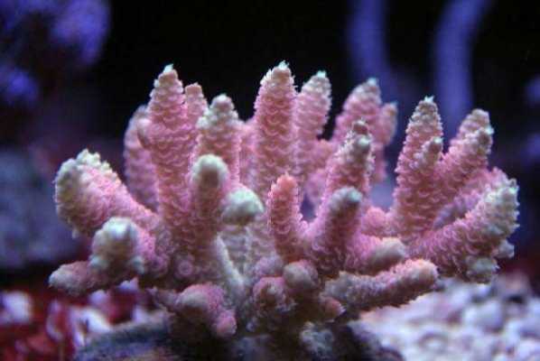 粉色珊瑚叫什么（粉色的珊瑚）-图2
