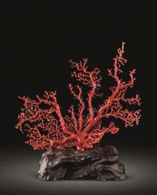 珊瑚树枝什么特征（珊瑚树有什么特点）-图3