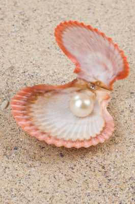 什么样的贝类有珍珠（啥贝壳里有珍珠）-图1
