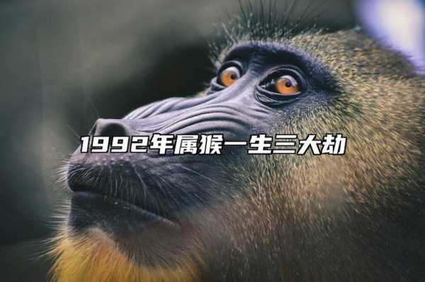 92年猴是什么猴（92年属猴是什么）-图2
