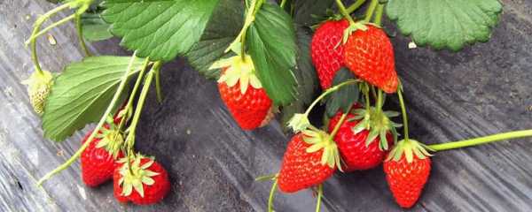 玉草莓的寓意是什么（玉颜草莓品种）-图3
