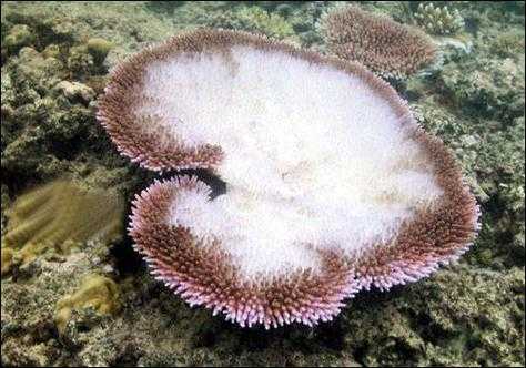 什么样的珊瑚（什么样的珊瑚填空词语）-图2