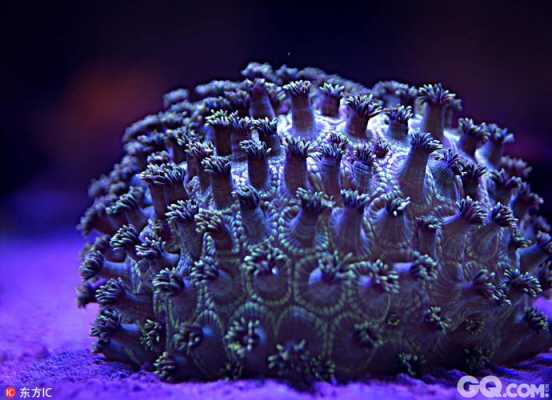 什么样的珊瑚（什么样的珊瑚填空词语）-图3