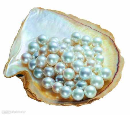 产珍珠的叫什么（产珍珠的是什么贝类）-图3