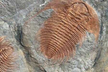 什么是三叶虫化石（什么是三叶虫化石图片）-图1