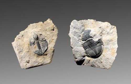 什么是三叶虫化石（什么是三叶虫化石图片）-图2